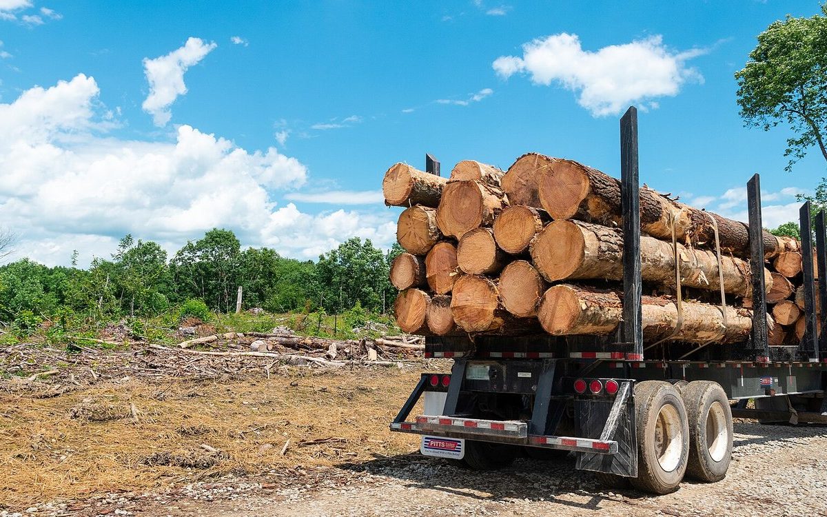 A logging truck loaded with cut tree trunks at a harvested forest site